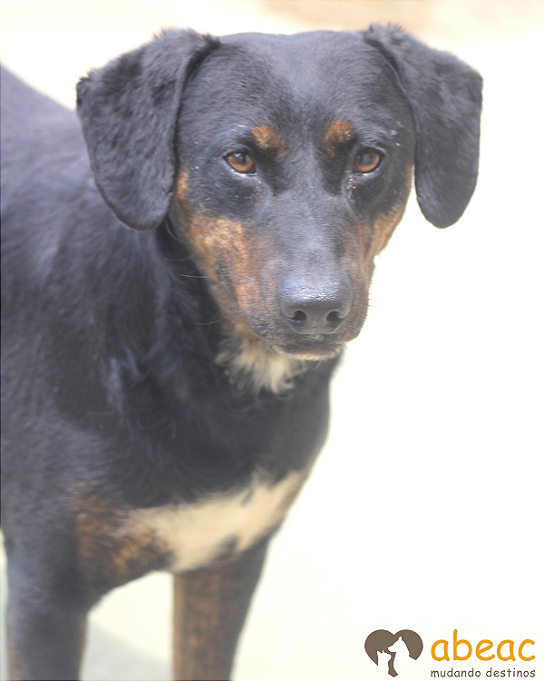 Bucky-Caucaia - 05 anos