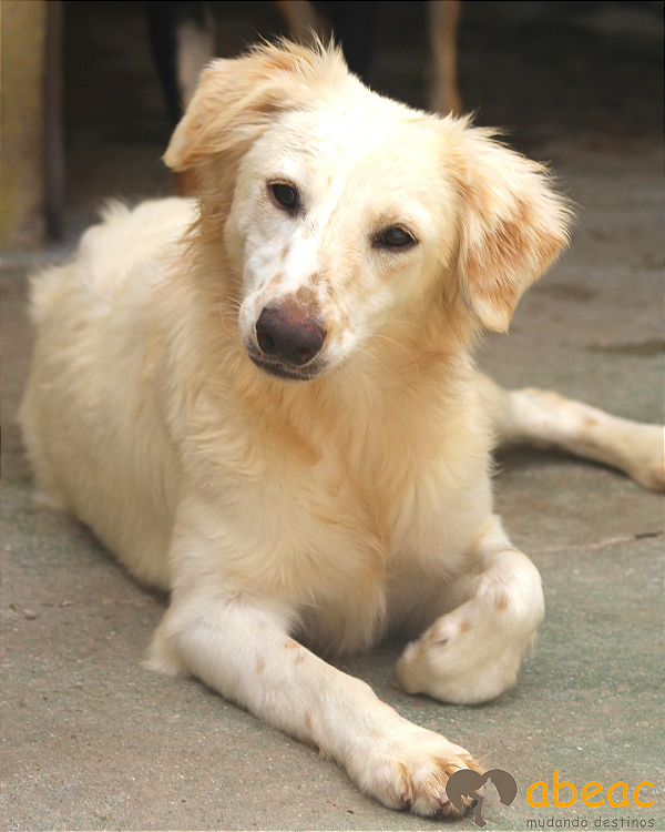 Cherry-Caucaia - 04 anos