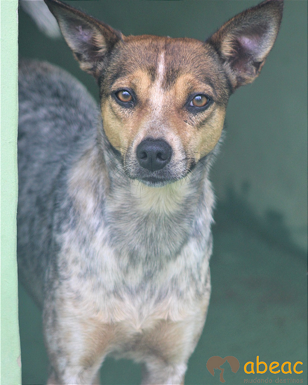 Dolly-Caucaia - 10 anos