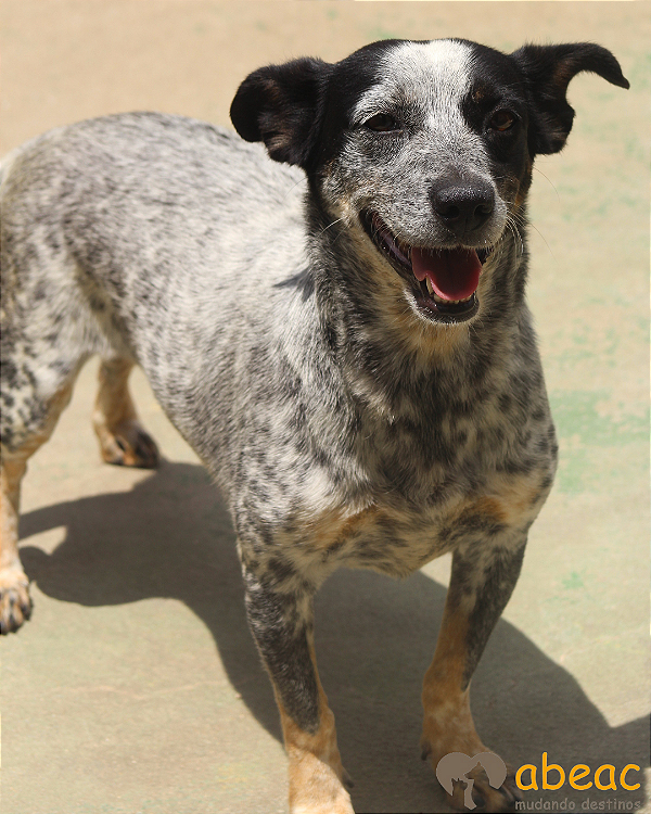 Kika-300 Anjos - 07 anos