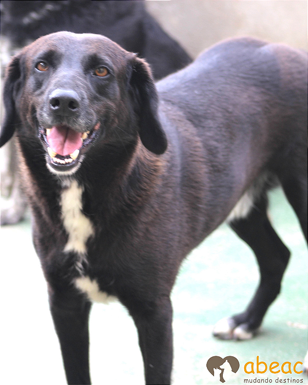 Otto-300 Anjos - 08 anos