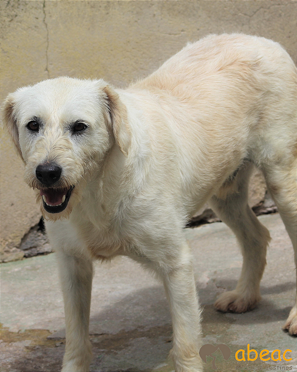 Ozzy-Bolinha - 08 anos