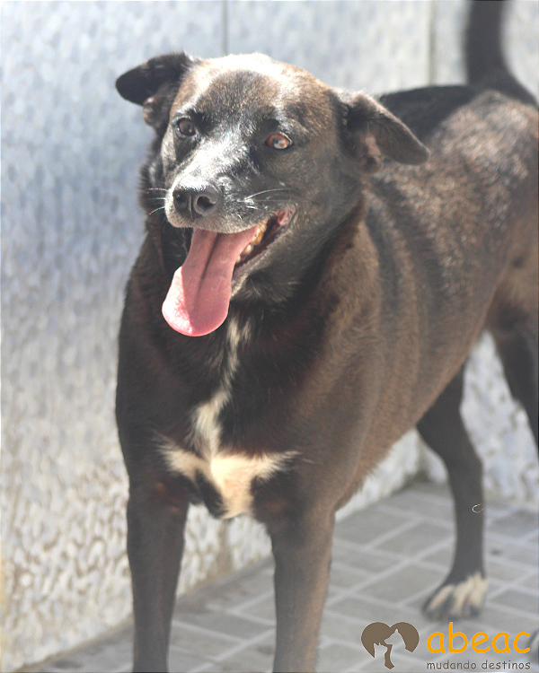 Pedrita-300 Anjos - 10 anos