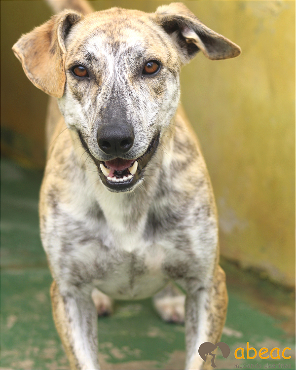 Thor-Menina - 07 anos