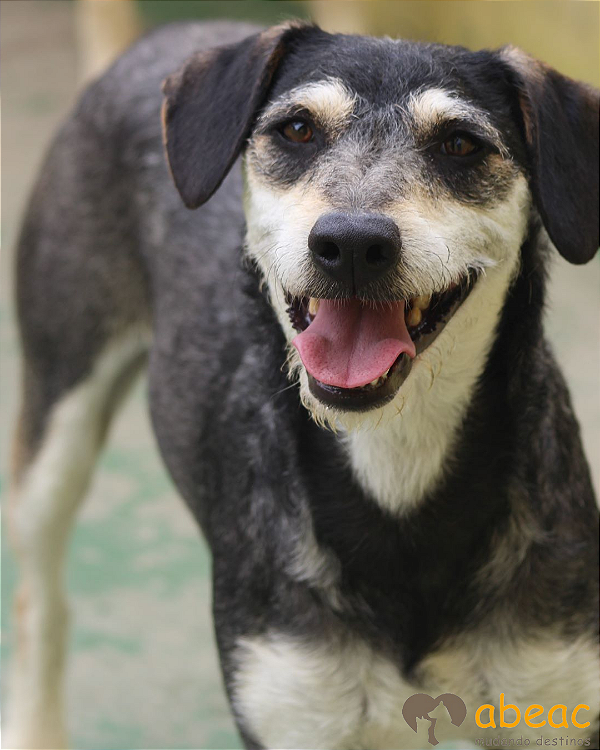 Ziggy-Bolinha - 08 anos *APADRINHADO*