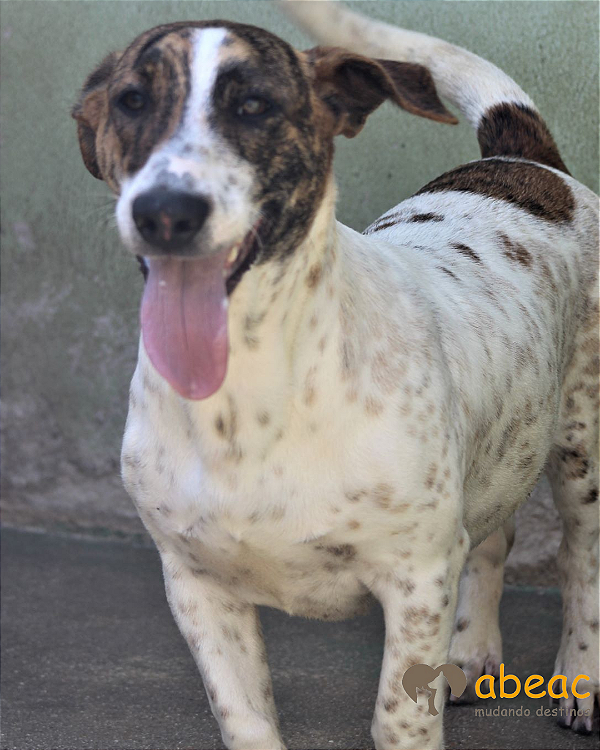 Aya-Caucaia - 06 anos