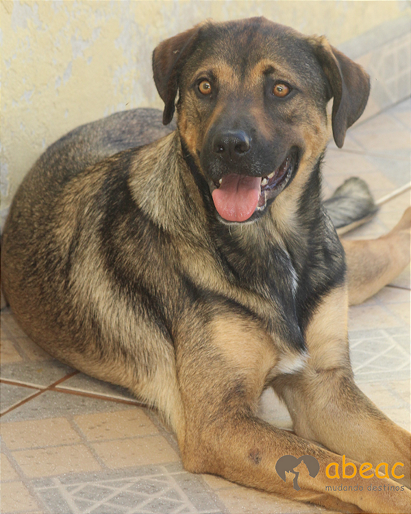 Balu-Sasha - 03 anos