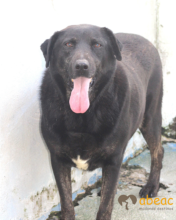 Binho-300 Anjos - 09 anos