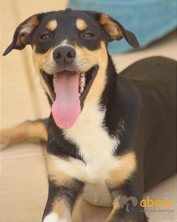 Buddy-Caucaia - 05 anos