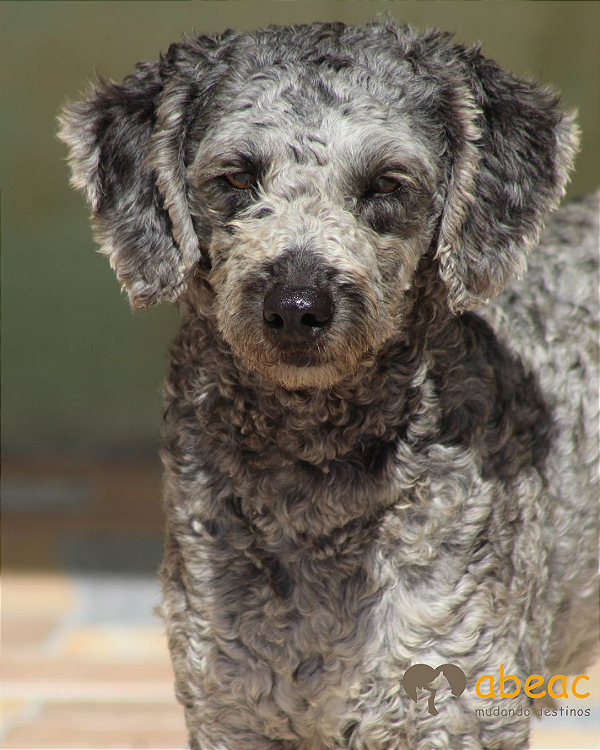 Brisa-Ipojuca - 11 anos