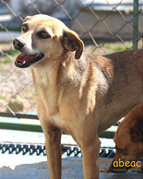 Dharma-Caucaia - 09 anos