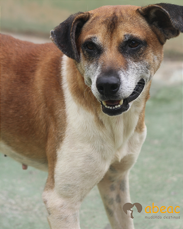 Dobby-300 Anjos - 09 anos