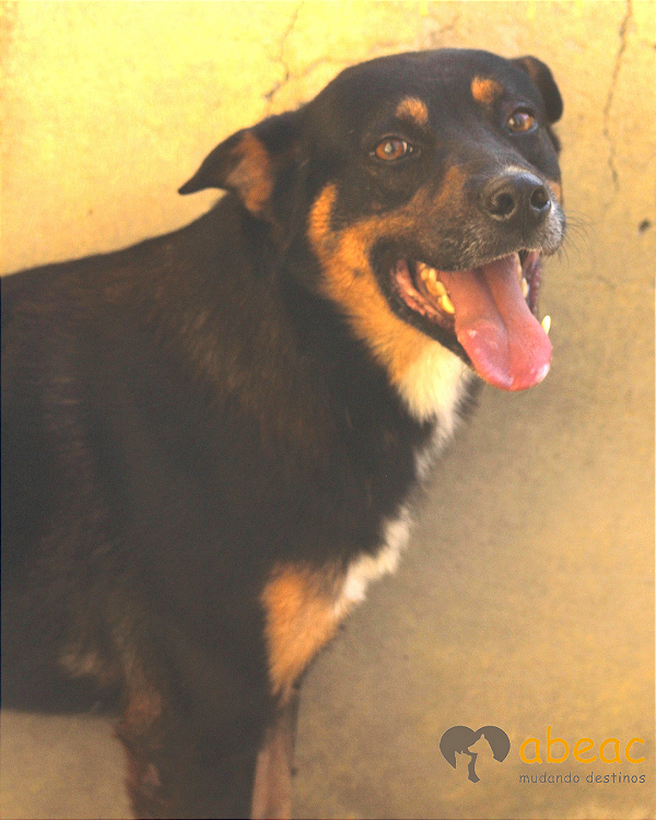 Duque-300 Anjos - 05 anos