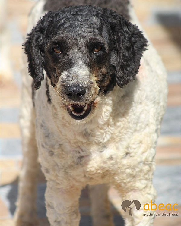 Isadora-Ipojuca - 12 anos