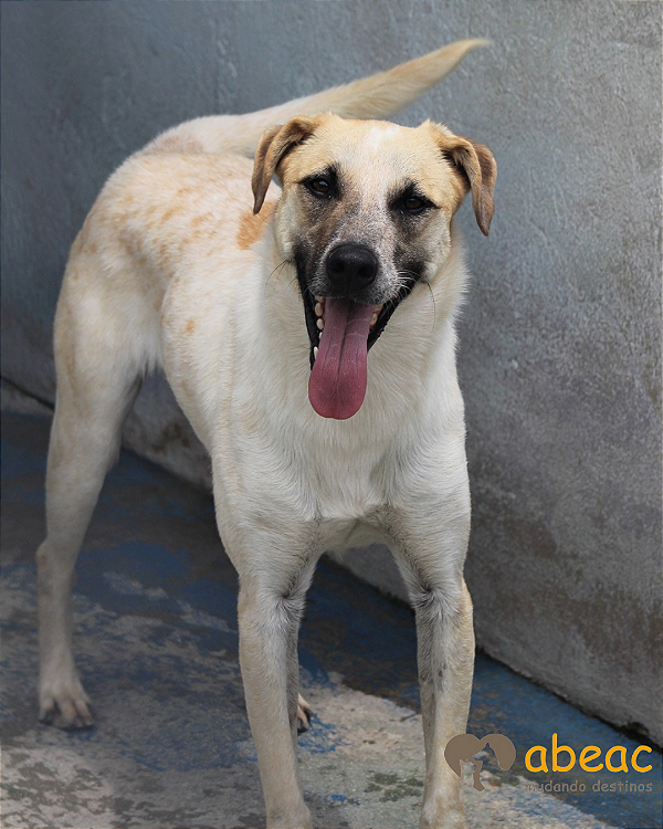 Joca-Princesa - 10 anos