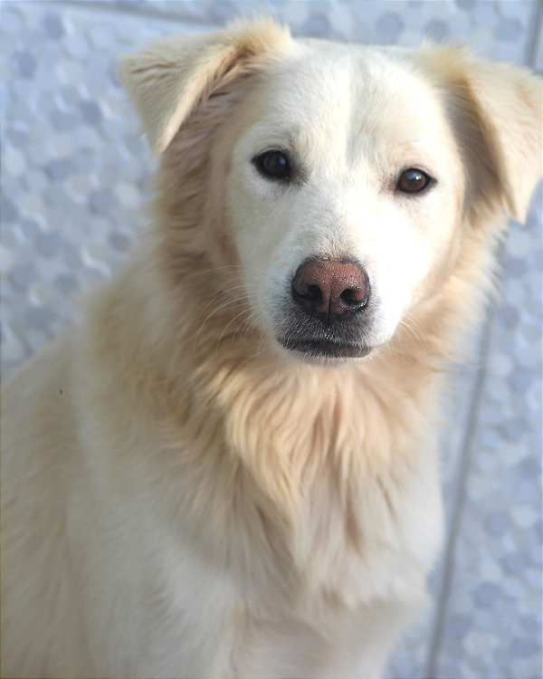 Lucky-300 Anjos - 08 anos