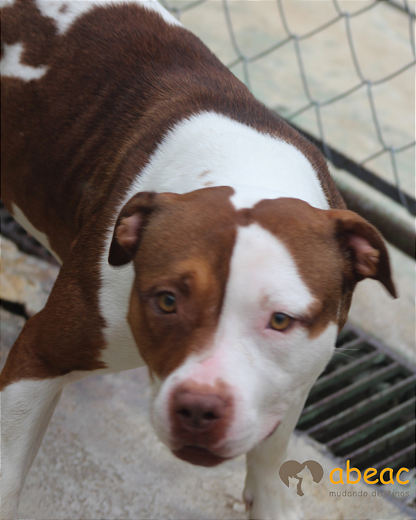 Mel-300 Anjos - 04 anos