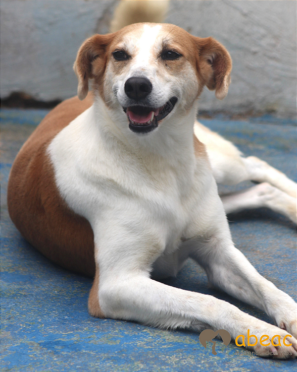 Morgana-300 Anjos - 09 anos