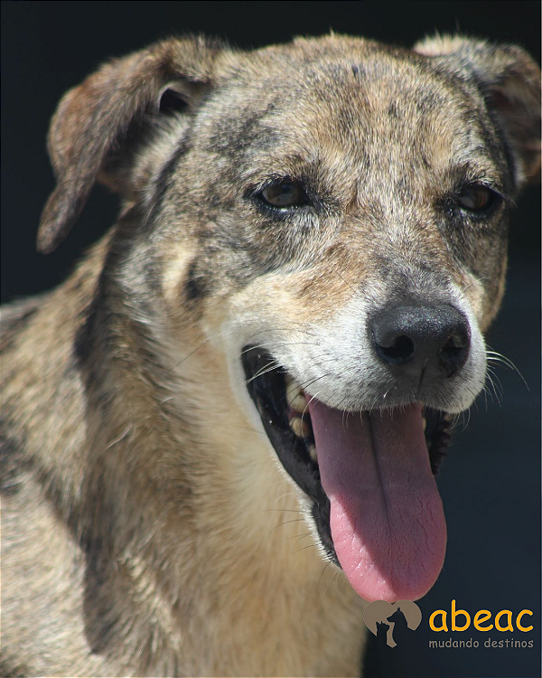 Nara-300 Anjos - 13 anos