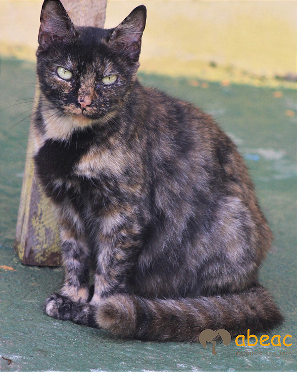 Baunilha -*APADRINHADA*