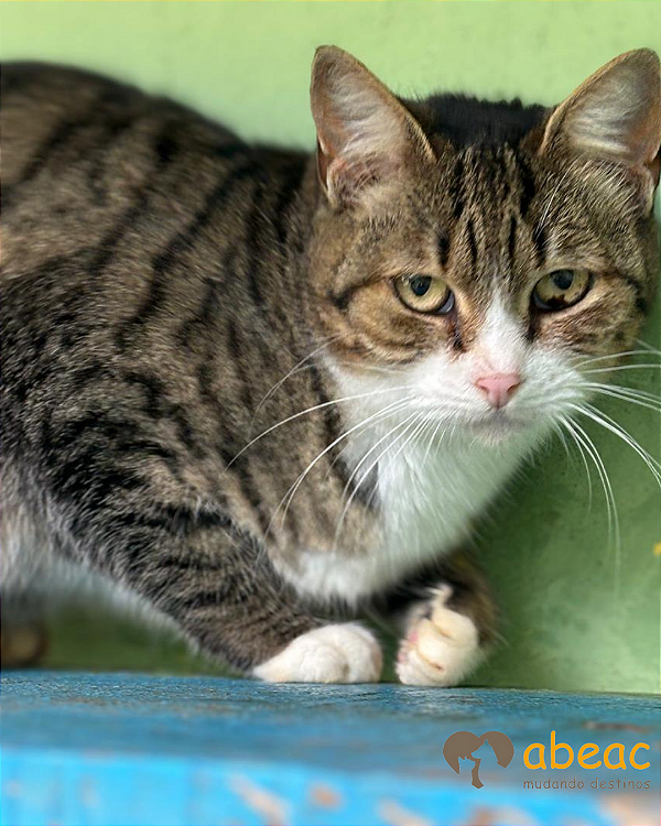 Cherry *APADRINHADA*