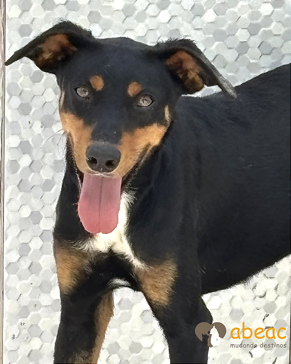 Pudim-Safira - 02 anos -*APADRINHADO*