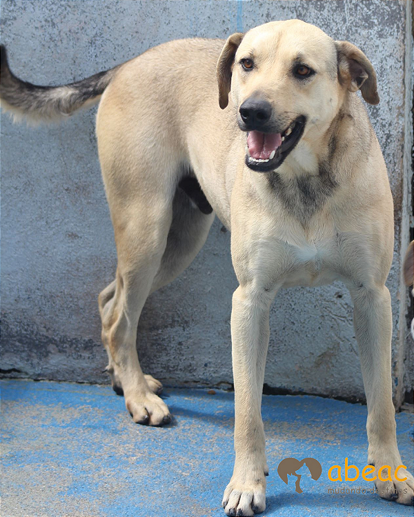 Bart-Amarula - 08 anos