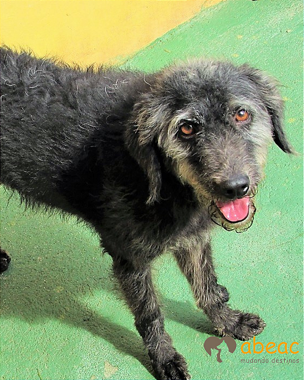 Bart-Parelheiros - 15 anos