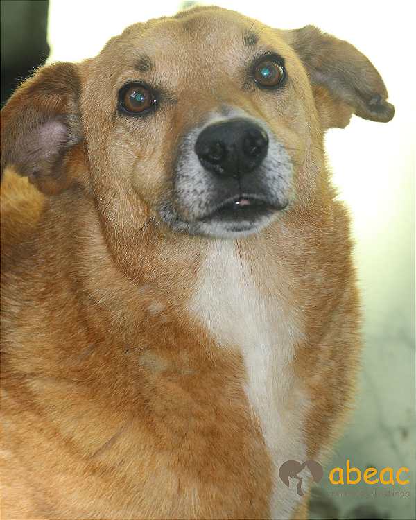 Bob-parelheiros - 14 anos