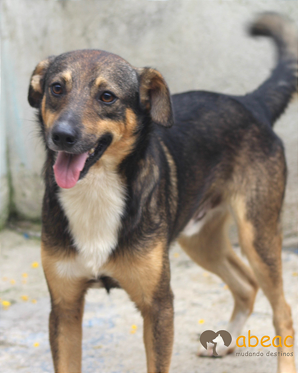 Brad-300 Anjos - 04 anos