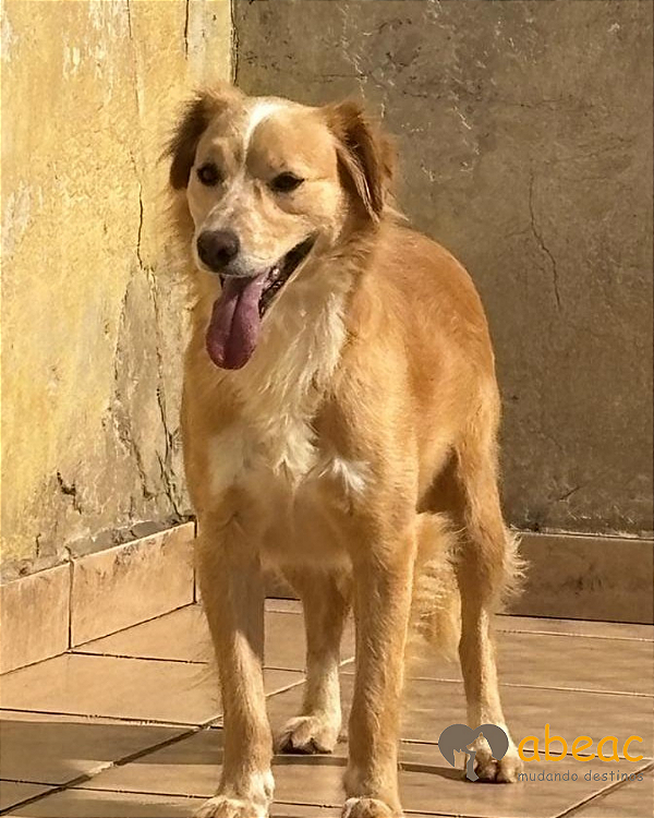 Calvin-japonês - 06 anos