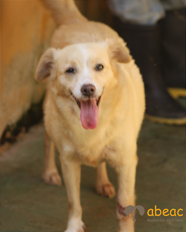 Dara-japonês - 06 anos