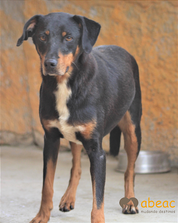 Dartagnan - Wanderléia