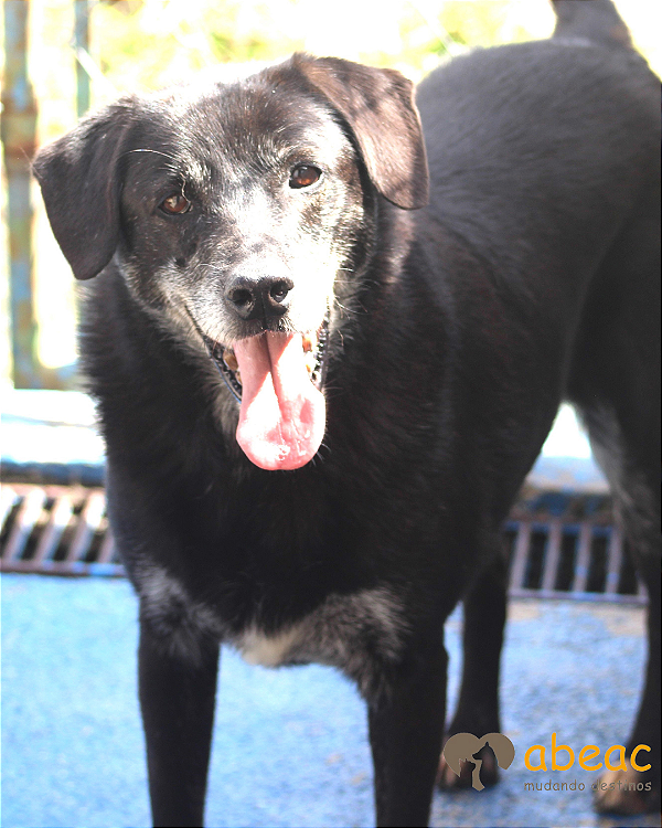 Dexter -300 Anjos - 15 anos