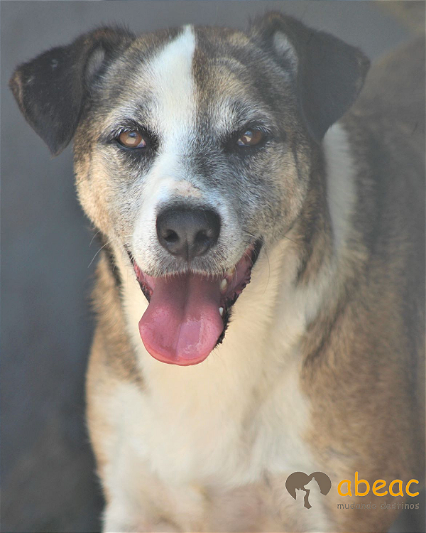 Duque-Sr. Claudio - 12 anos