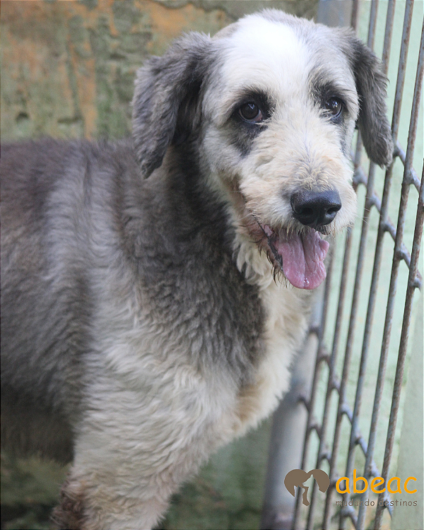 Freddy-300 Anjos - 09 anos