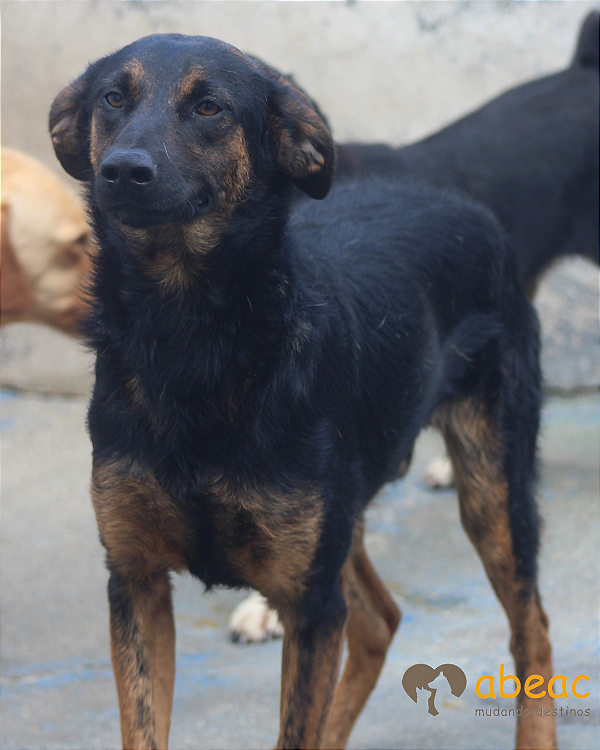 Guga-Safira - 02 anos