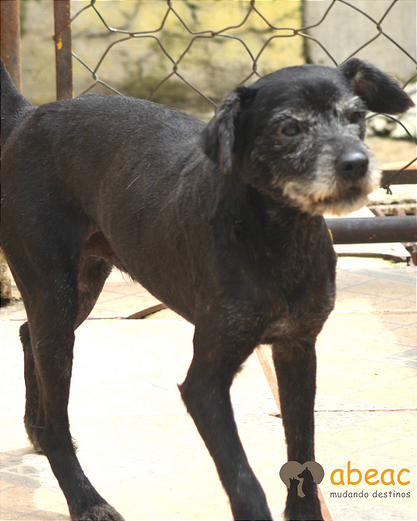 Kiko-300 Anjos - 14 anos