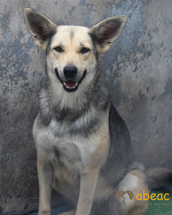 Lua-Raposo - 12 anos