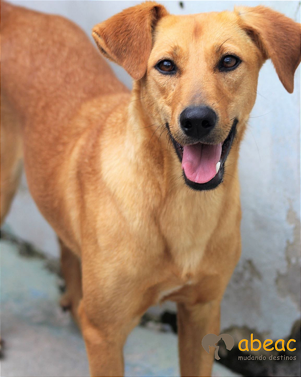 Mel-Caucaia - 10 anos