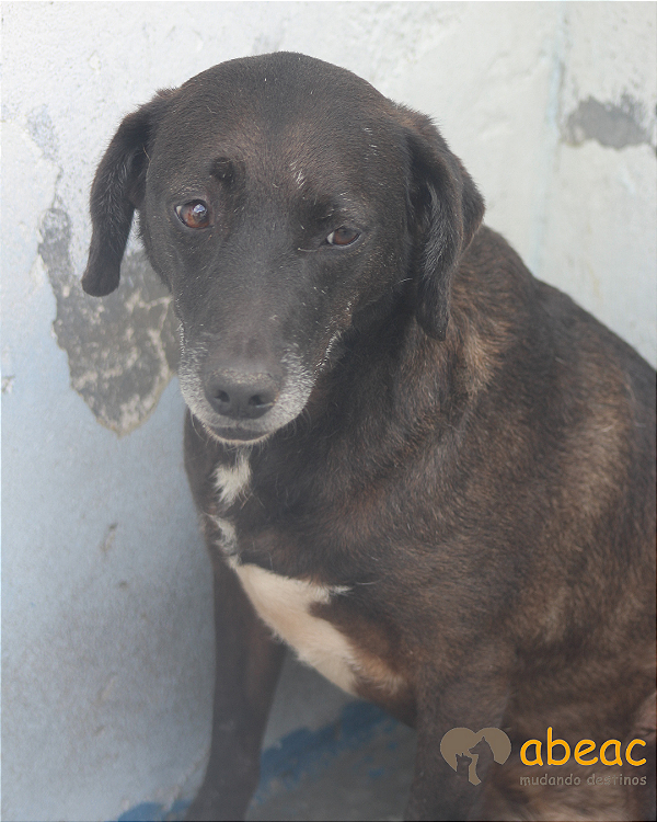 Moly-300 Anjos - 09 anos