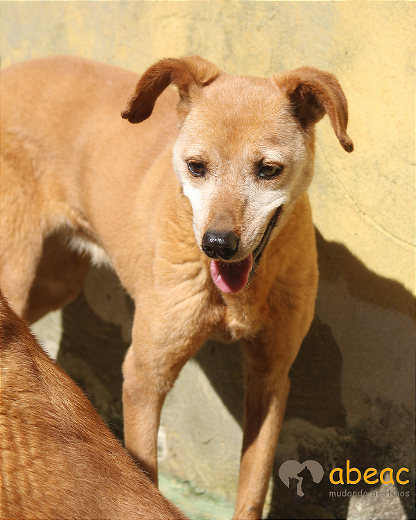 Paty-300 Anjos - 12 anos