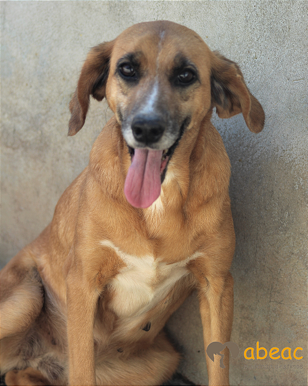 Pietra-300 Anjos - 12 anos