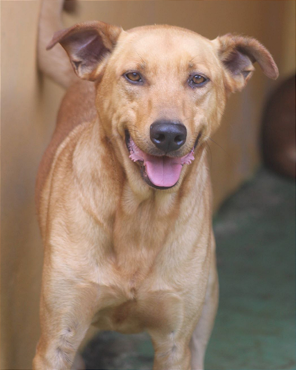 Rex-Caucaia - 11 anos