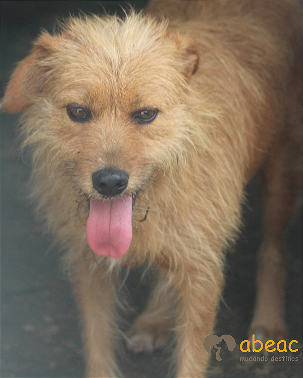 Suzy-Parelheiros - 06 anos