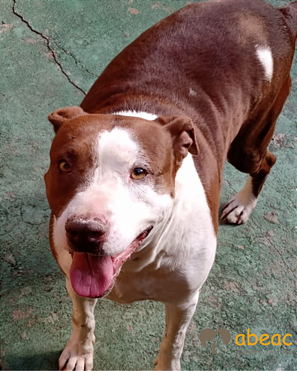 Volpi-300 Anjos - 06 anos