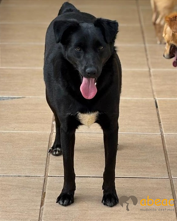 Zoe-japonês - 04 anos