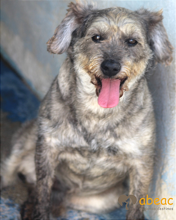 Beto-300 Anjos - 15 anos