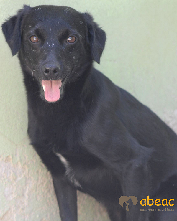 Bongo-300 Anjos - 11 anos