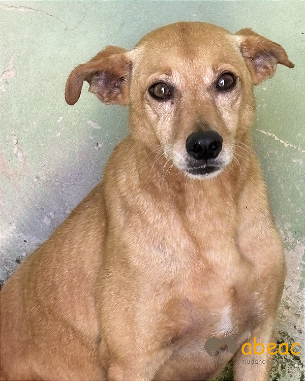 Chico-Parelheiros - 09 anos